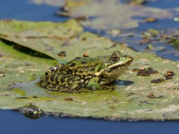 Grenouille (Lac de Sainte-Hélène)